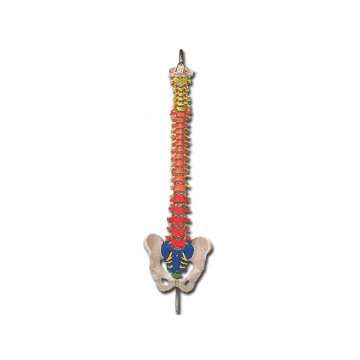 Mod. Colonna vertebrale con codice colori - 1 pz.