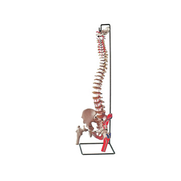 Mod. Colonna vertebrale con femori + muscolatura - 1 pz.