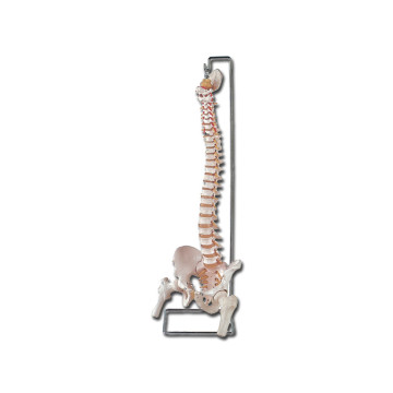 Mod. Colonna vertebrale con femori + osso sacro - 1 pz.
