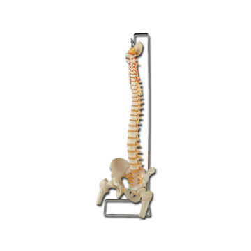 Mod. Colonna vertebrale con femori - 1 pz.