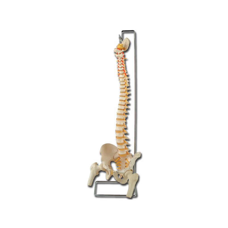 Mod. Colonna vertebrale con femori - 1 pz. Mod. Colonna vertebrale con femori - 1 pz.