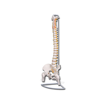 Mod. Colonna vertebrale con femori linea "value" - 1 pz.