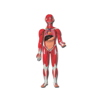 Mod. Muscolatura corpo umano - 1 pz.