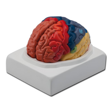 Modello cervello - 1x - 1 pz.