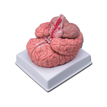 Modello cervello con arterie - 9 parti - 1 pz.