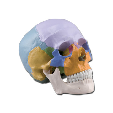 Modello cranio colorato - 3 parti - 1x - 1 pz.