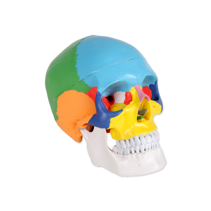Modello cranio colorato linea "value"- 3 parti - 1x - 1 pz. Modello cranio colorato linea "value"- 3 parti - 1x - 1 pz.