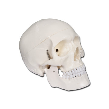 Modello cranio linea "value" - 1x - 1 pz.