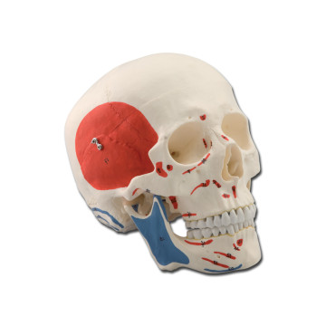 Modello cranio muscolare - 3 parti - 1x - 1 pz.