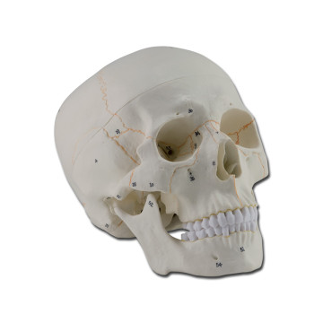 Modello cranio numerato - 3 parti - 1x - 1 pz.