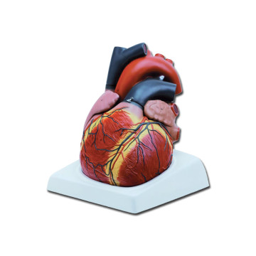Modello cuore - 4 parti - 3x - 1 pz.