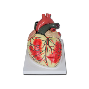 Modello cuore linea "value" - 3 parti - 3x - 1 pz.