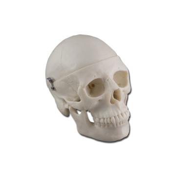 Modello mini cranio - 0,5x - 1 pz.