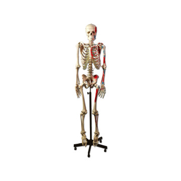 Modello scheletro muscolare - 1 pz.
