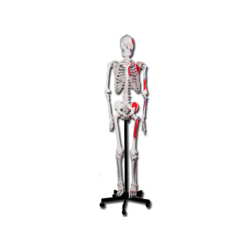 Modello scheletro muscolare linea "value" - 1 pz.