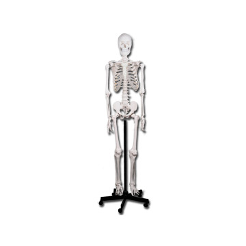Modello scheletro umano linea "value" - 1 pz.