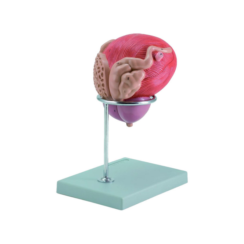 Modello vescica + prostata - 2 parti - 3x - 1 pz. Modello vescica + prostata - 2 parti - 3x - 1 pz.