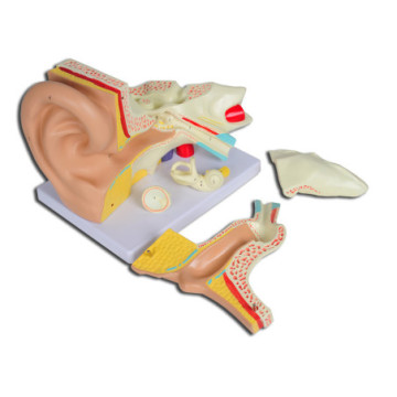 Modello orecchio linae "value" - 5 parti - 3x - 1 pz.