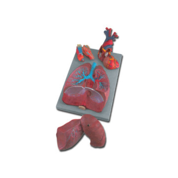 Modello sistema respiratorio - 7 parti - 1 pz.