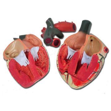 Modello cuore linea "value" - 3 parti - 3x - 1 pz.