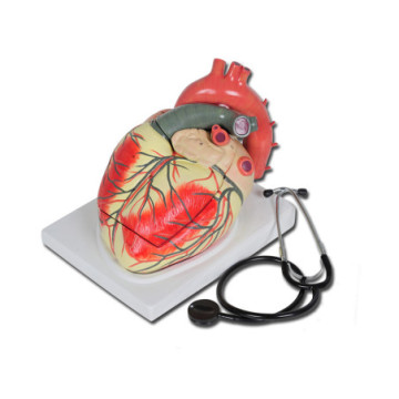 Modello cuore linea "value" - 3 parti - 3x - 1 pz.