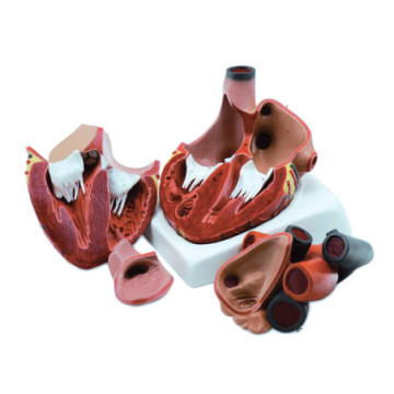 Modello cuore - 4 parti - 3x - 1 pz.