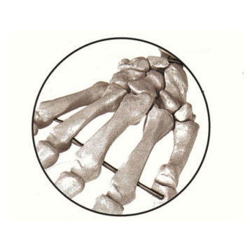 MODELLO SCHELETRO UMANO