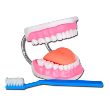Modello igiene dentale linea "value" - 1 pz.
