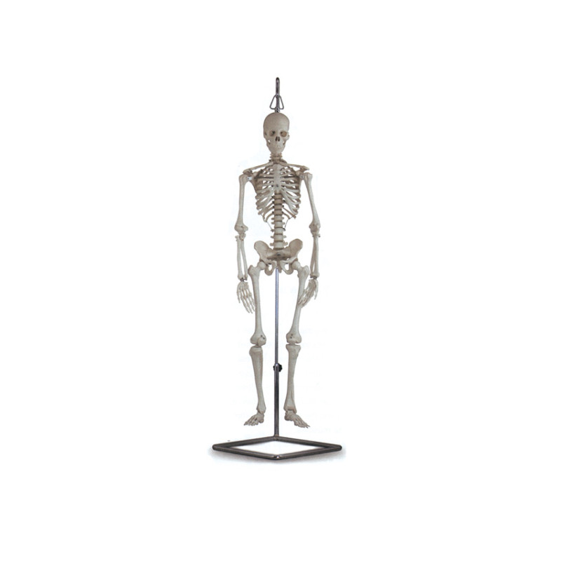 Mini scheletro - 80 cm Mini scheletro - 80 cm