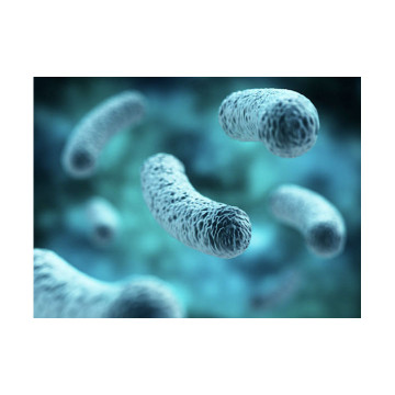 Terreno selettivo utilizzato per l'isolamento primario di Legionella spp da campioni di acqua Legionella agar (GVPC) 20 piast