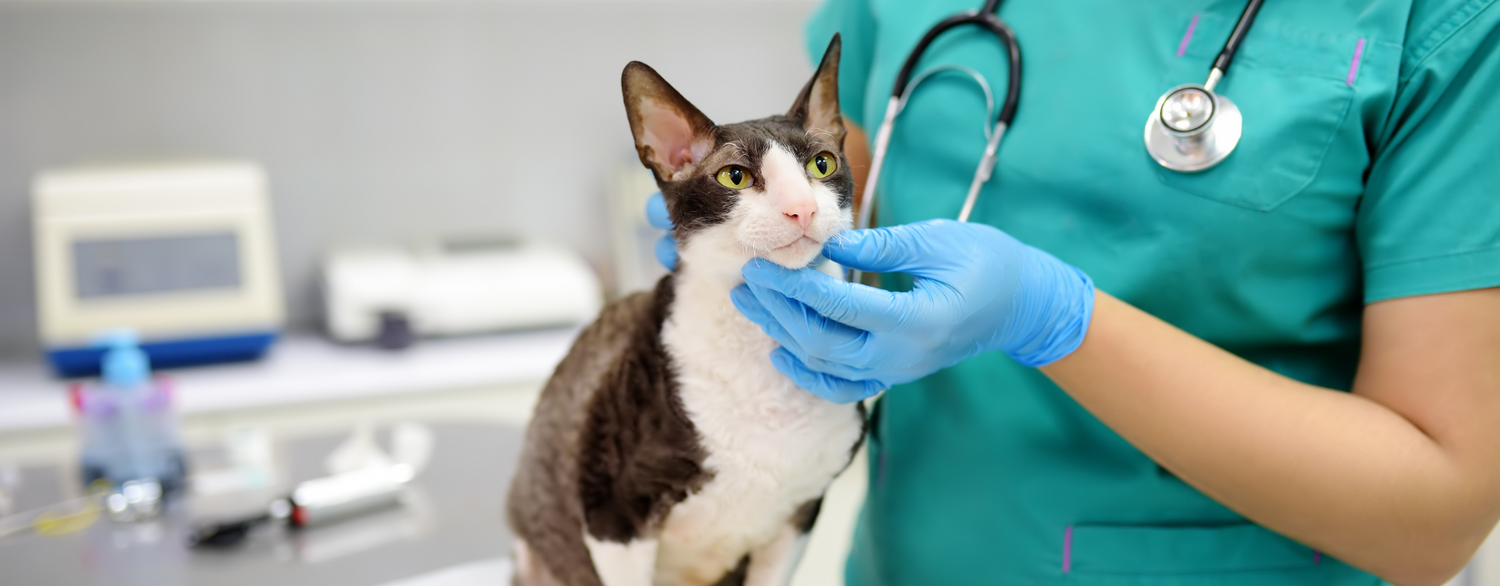 Guida all’acquisto di Arredi e Attrezzature per Ambulatorio Veterinario