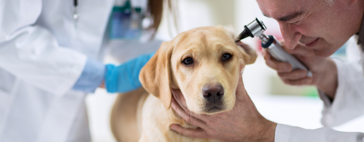 Quali prodotti e strumenti veterinari non possono mancare in una clinica o ambulatorio veterinario?