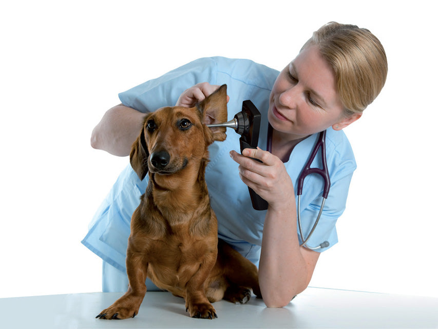 Videotoscopio md scope veterinaria - con 3 sonde - 1 pz.