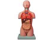 Mini torso - 16 parti