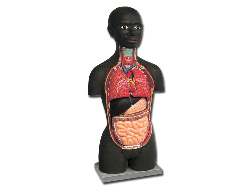 Mini torso - africano - 16 parti