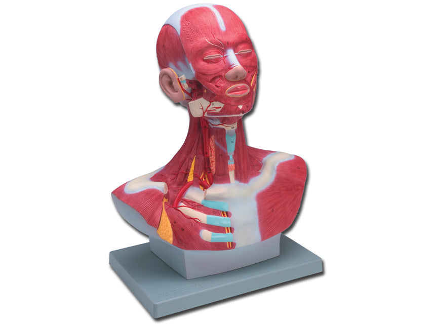 Mod. Muscolatura testa-collo - 1x - 1 pz.