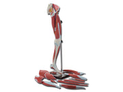 Modèle de musculature de la jambe - 1 pz.