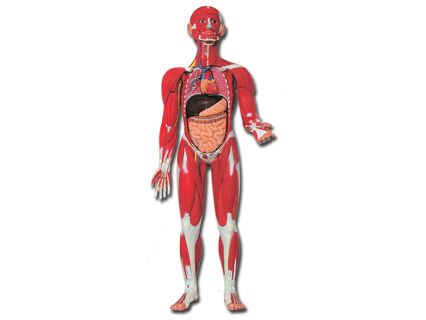 Mod. Muscolatura corpo umano - 1 pz.