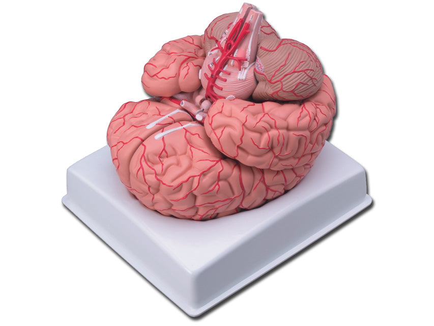 Modello cervello con arterie - 9 parti - 1 pz.