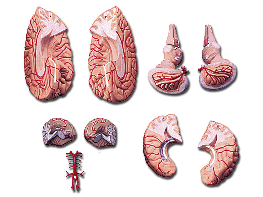 Modello cervello con arterie - 9 parti - 1 pz.