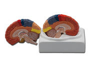 Brain model - 1x - 1 pc.