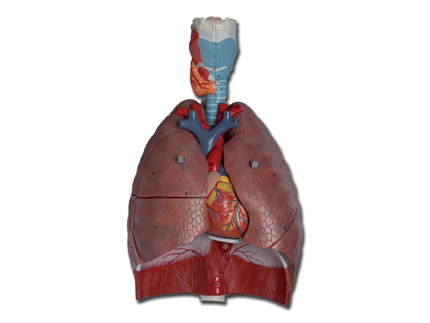 Modello sistema respiratorio - 7 parti - 1 pz.