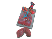 Modello sistema respiratorio - 7 parti - 1 pz.