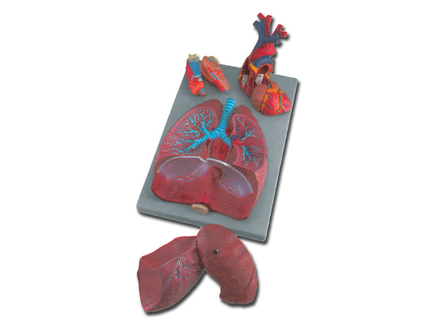 Modello sistema respiratorio - 7 parti - 1 pz.