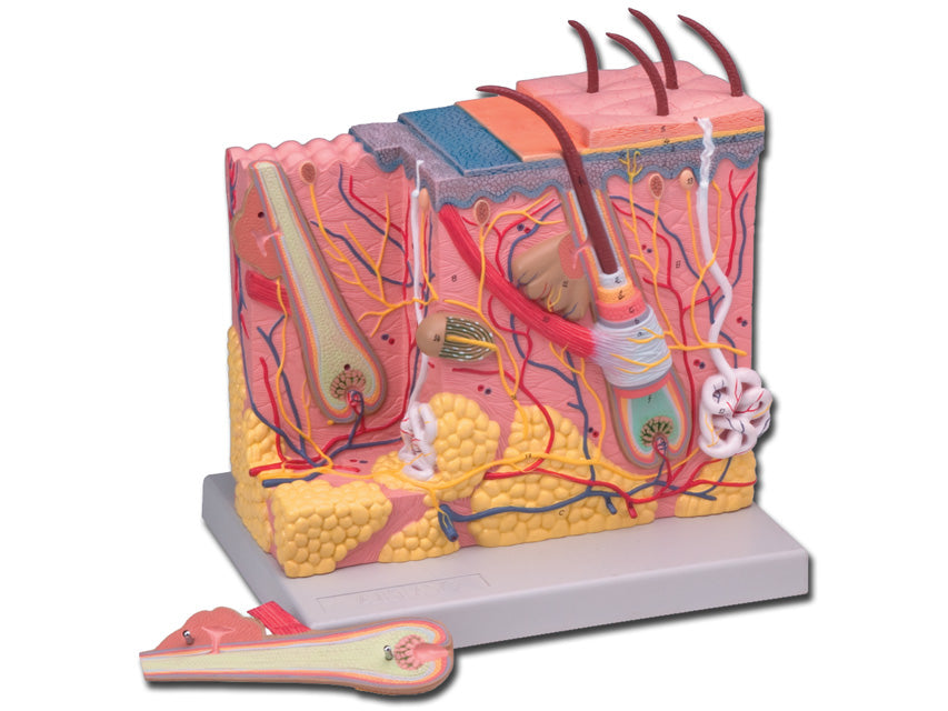 GIMA Modello del derma