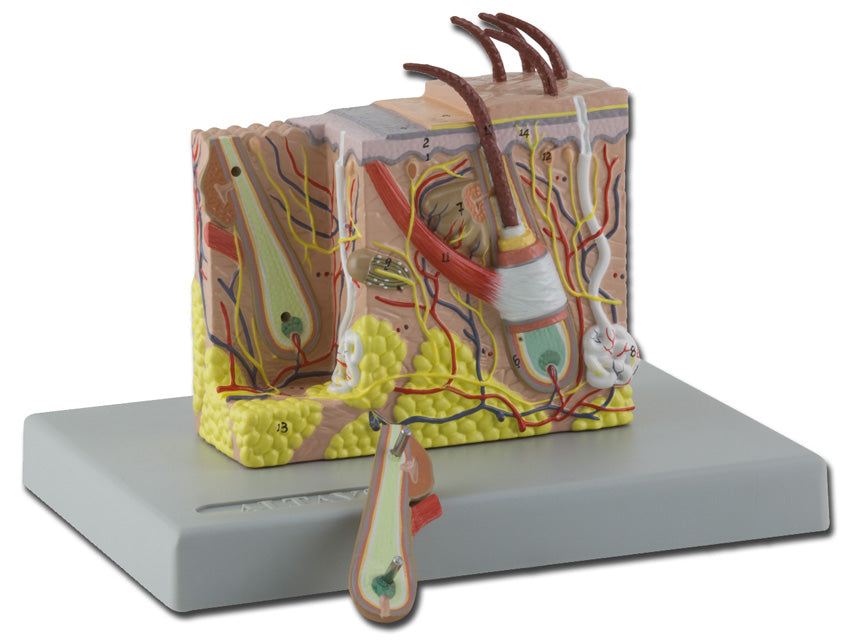 Modellini Anatomici