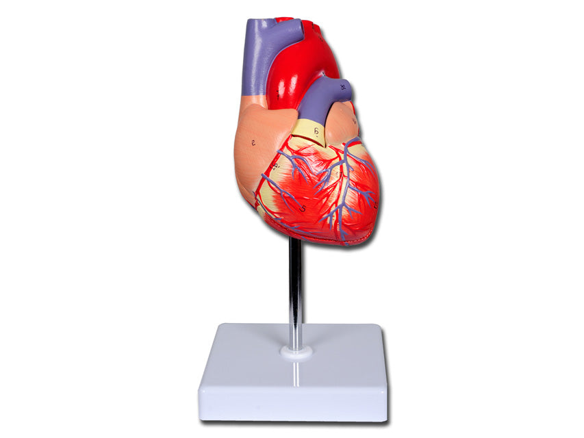 Modello cuore linea "value" - 2 parti - 1x - 1 pz.