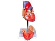 Modello cuore linea "value" - 2 parti - 1x - 1 pz.