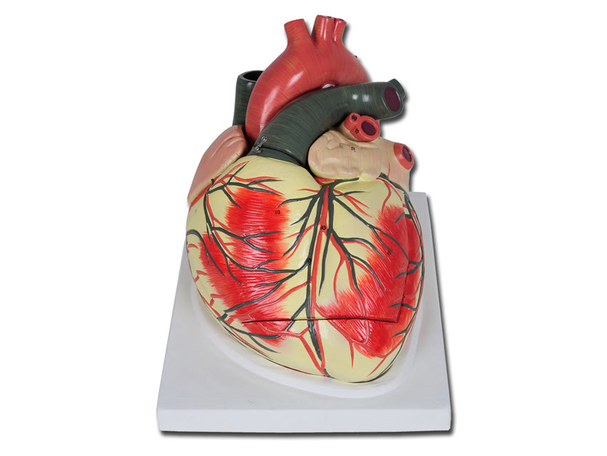 Modello cuore linea "value" - 3 parti - 3x - 1 pz.