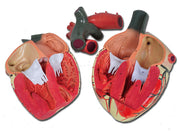 Modello cuore linea "value" - 3 parti - 3x - 1 pz.